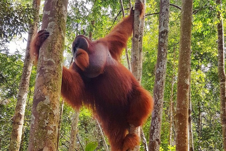 jungle trekking in indonesia and seeing orangutans