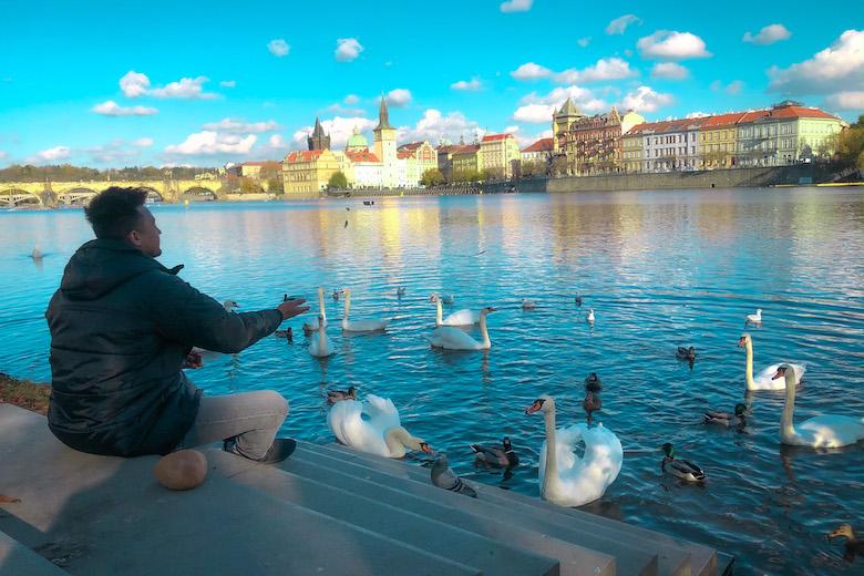 feeding swans and ducks at strelecky ostrov is one of the non touristy things to do in praha