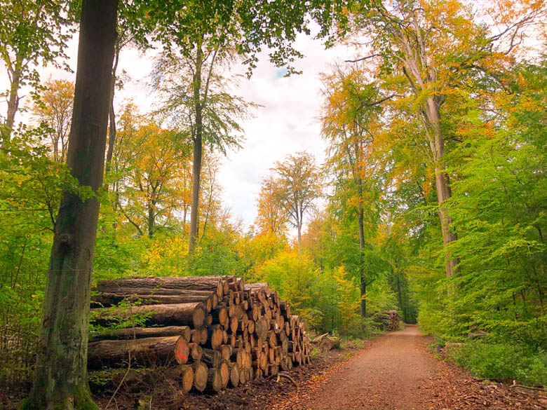 cycling in tegel forest in berlin with views of trees and nature trail