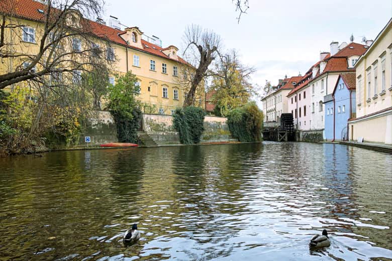 ducks swimming in the venice of prague is a great thing to do with kids in prague