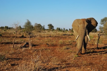 a wild african elephant spotted on a safari trip in the kruger national park, south africa